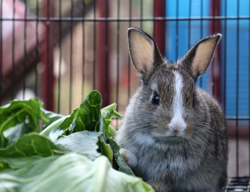 Cute bunny rabbit sitting with fresh lettuce in a cage, showcasing pet care.