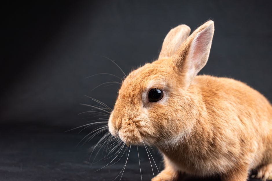 A detailed close-up portrait of a brown rabbit against a gray background in a studio setting.