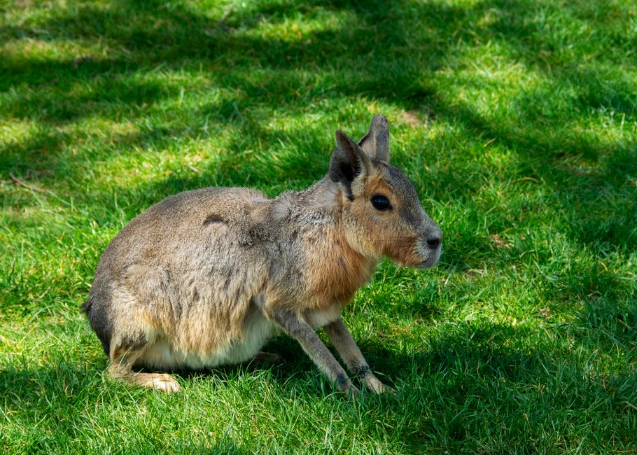 A Patagonian Mara relaxing on vibrant green grass in a sunny outdoor setting.