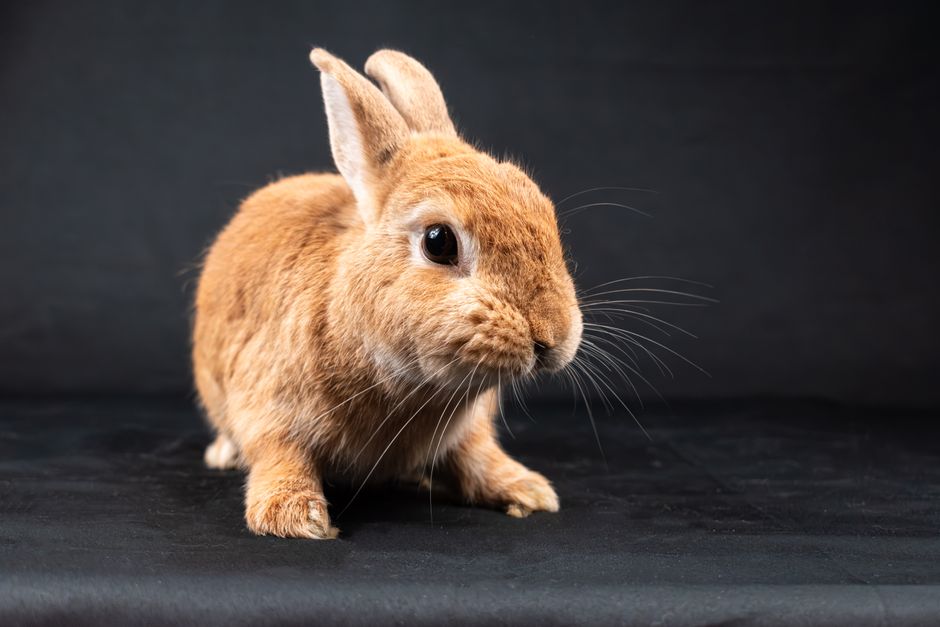 Close-up of a cute brown rabbit sitting on a dark background in a studio setting.