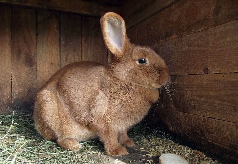 A brown rabbit sits calmly inside a wooden hutch, showcasing its soft fur.