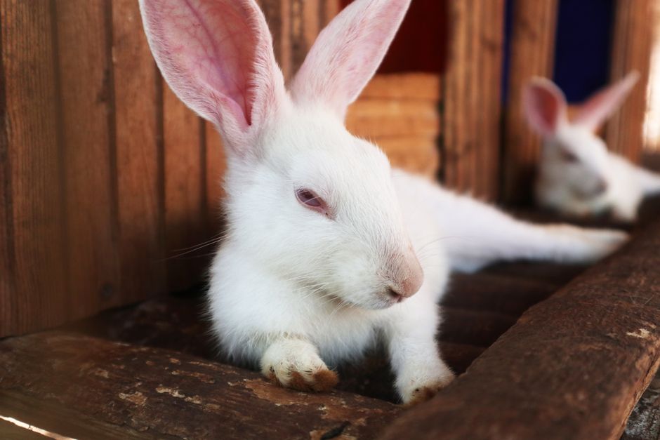 Close-up of a white rabbit relaxing indoors on a wooden surface.