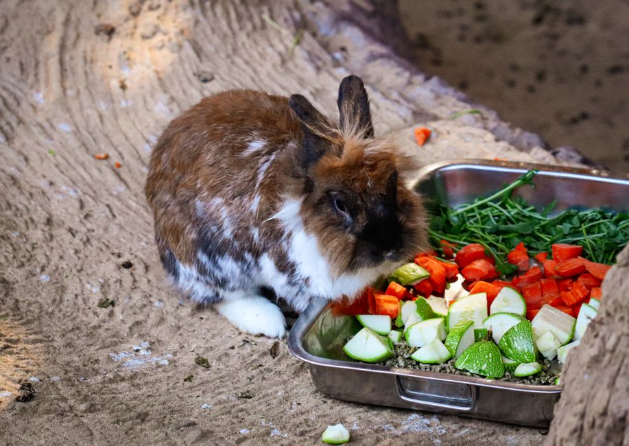 Cute brown and white rabbit nibbles on fresh veggies in an outdoor setting.