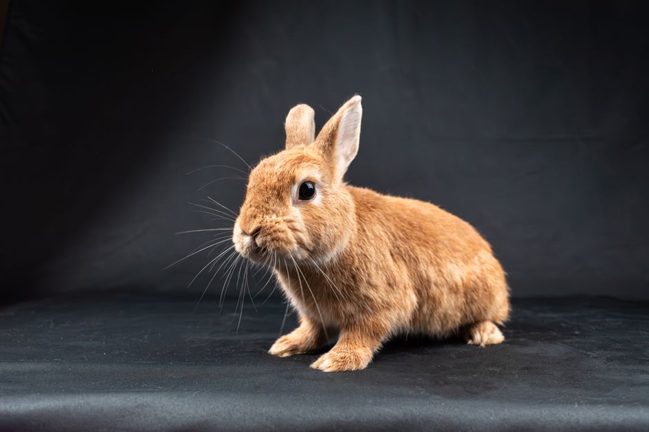 Charming brown rabbit in a studio setting with black background, perfect for animal lovers.