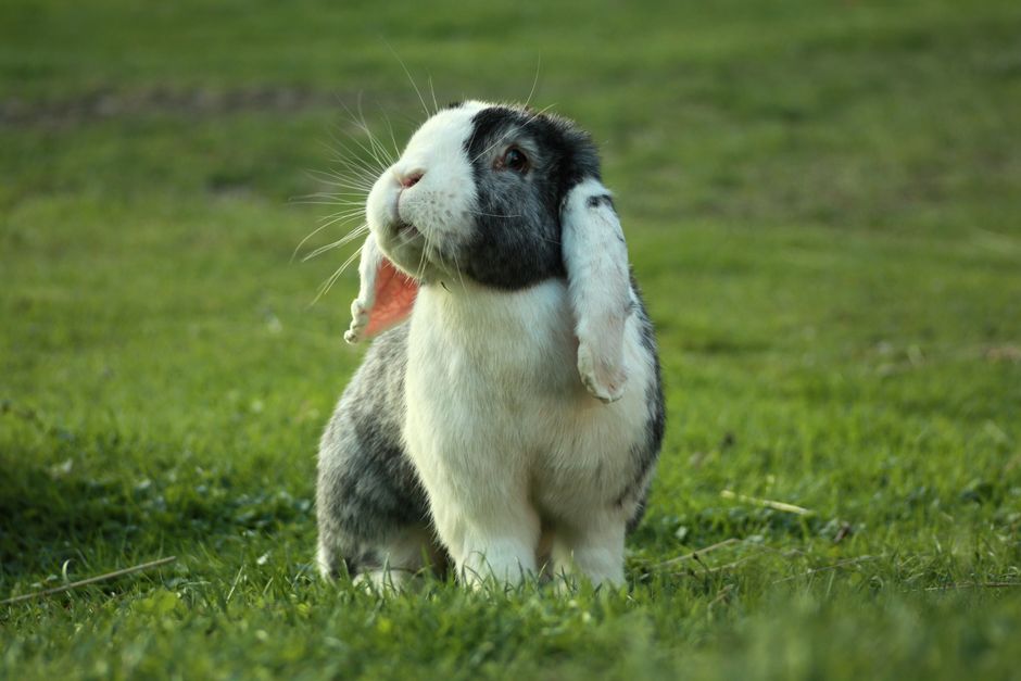 A cute lop-eared rabbit standing on fresh grass in a serene outdoor setting.