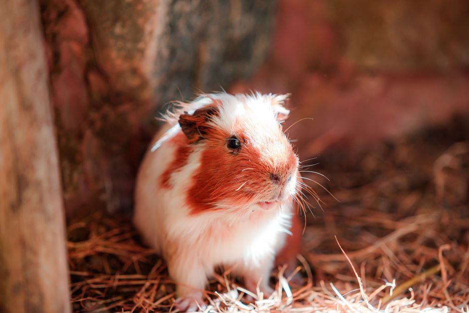 A cute guinea pig sits on straw in a warm, rustic environment.