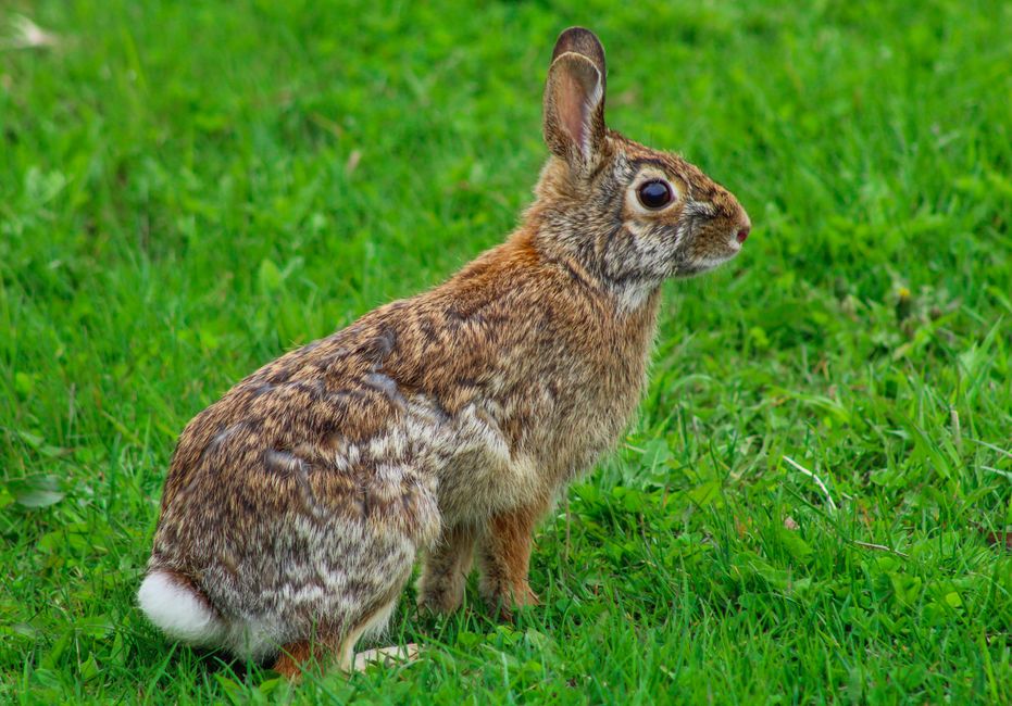 Side view of a cute cottontail rabbit sitting on lush green grass in a natural setting.