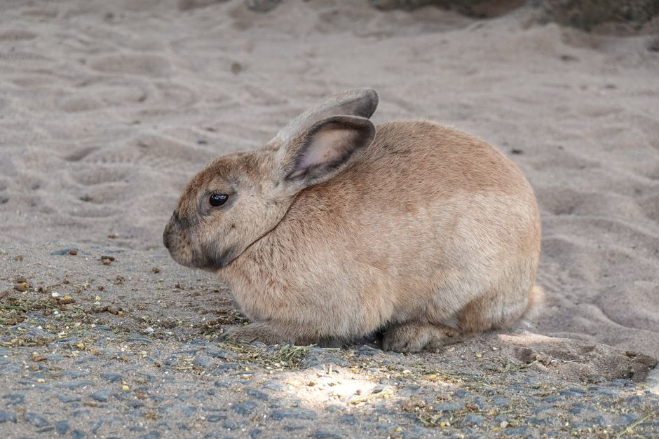 Close-up of a cute rabbit sitting on sandy ground, showcasing its fluffy brown fur.