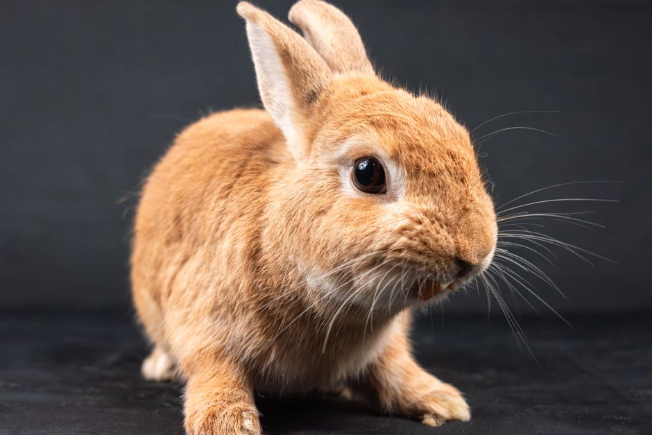 Adorable brown rabbit in a studio setting on a dark background.