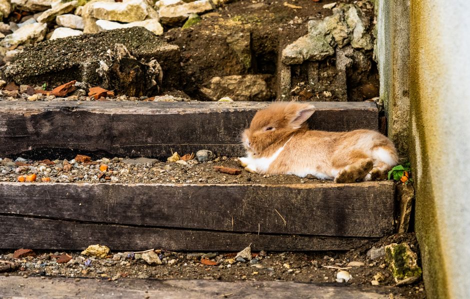 Ginger bunny lying peacefully on wooden steps amidst rocks and gravel outdoors, showcasing calmness in nature.