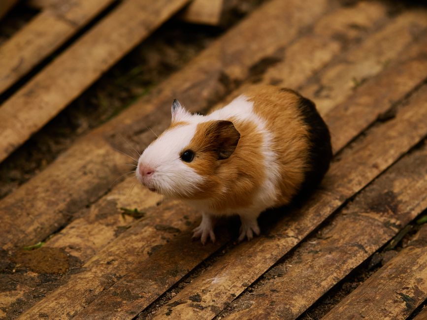 A charming guinea pig captured on a rustic wooden floor, showcasing its adorable features.