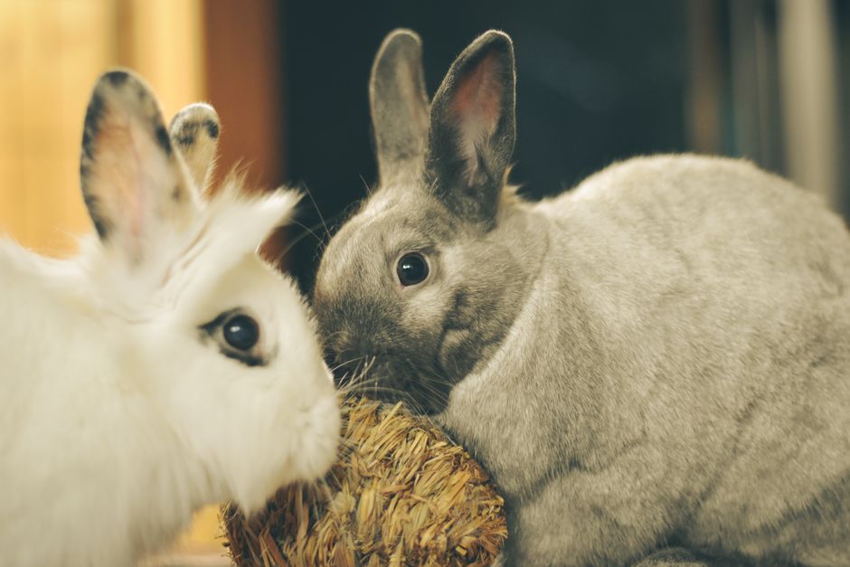 Two rabbits interacting with a straw ball indoors. Cute and cozy scene.