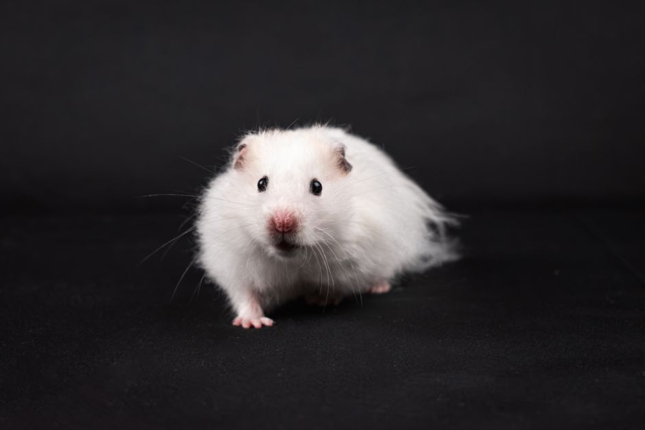 Cute white Syrian hamster posing in a studio setting. Perfect for pet enthusiasts.